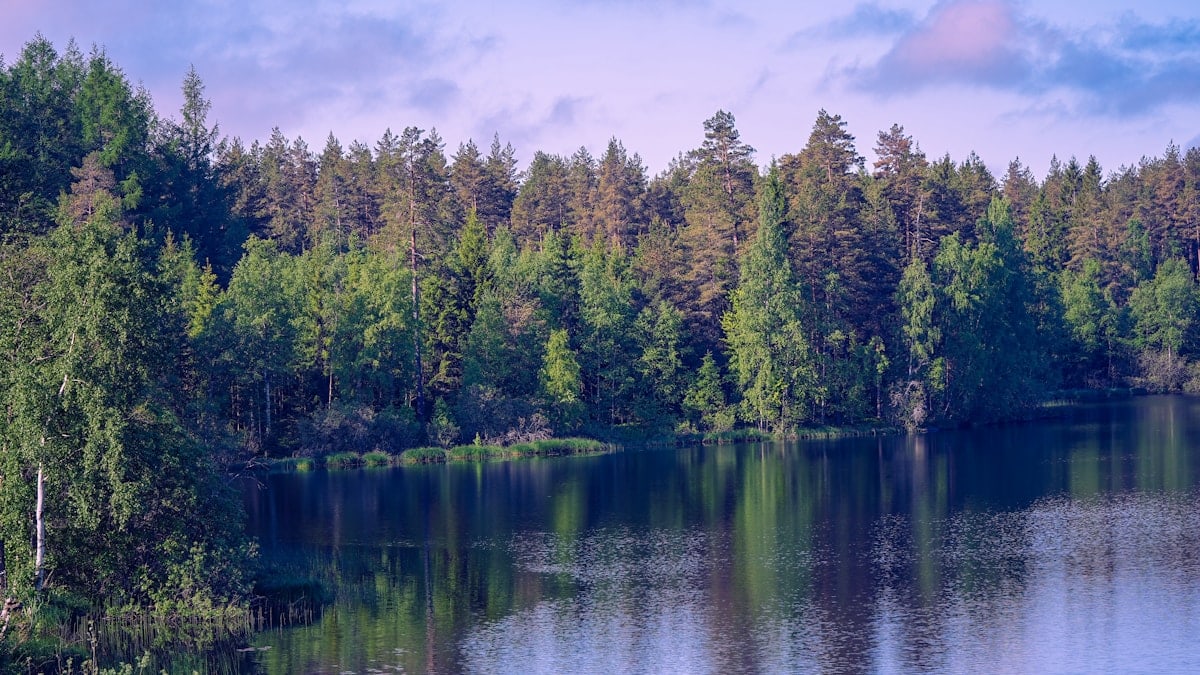 Lush green forest reflected in tranquil lake water.